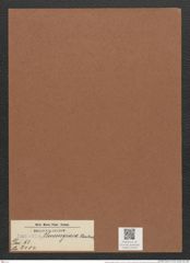 Surirella thuringiaca Hantzsch. (de-Toni-Nr.: Genus 53, Species 2404) Zeichnungen Sammlung Grunow Mappe 02556 (Herbarium_W_Grunow_drawings_Folder_02556)